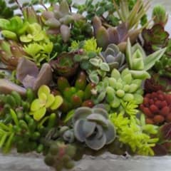 多肉植物カット苗のサムネイル
