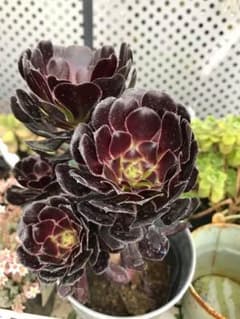 多肉植物 黒法師のサムネイル