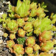 多肉植物 爪蓮華 抜き苗のサムネイル