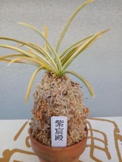 23 Zamora Queen ザモラクイーン Anthurium アンスリウム | Shop at