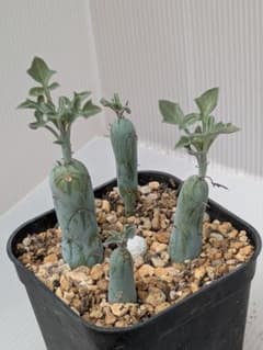 ♪ 七宝樹　抜き苗　セネシオ　多肉植物 ♪②のサムネイル
