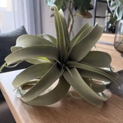 キセログラフィカ 造花のサムネイル