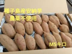 種子島産安納芋　農薬不使用　М5キロのサムネイル