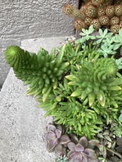 多肉植物 爪蓮華　15本のサムネイル