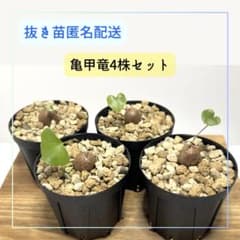 亀甲竜　2株セット 亀甲竜 ”塊根植物スターターセット” NO.2 | mana's farm:塊根植物