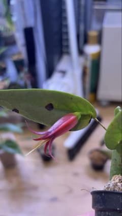 その他観葉植物 Ceratostema alexportillae 2 Ceratostema alexportillae 1 - メルカリ