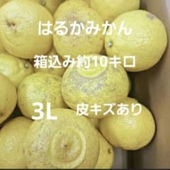 はるかみかん 3L 10キロ 皮キズ 長崎県産 - メルカリ