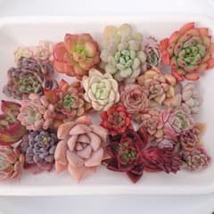 〖名前なし〗多肉植物カット苗セット‪✂︎‬のサムネイル
