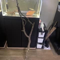 超大型 枝流木 約105cm 爬虫類 アクアリウム レイアウト素材 - メルカリ