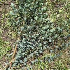 新鮮なユーカリグニーの切り枝のサムネイル