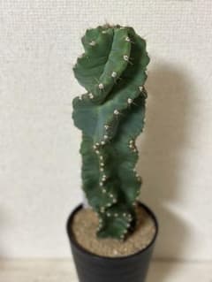専用出品　セレウス　ペルビアナスのサムネイル