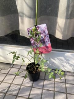 挿し木苗【ブルーローズ】ミスティ バラのサムネイル