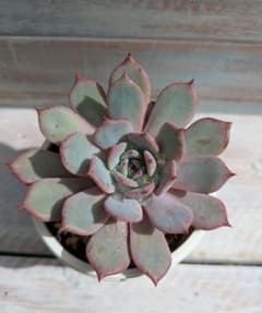 カマノイプエブラ×ラウレンシス☆③☆実生苗☆交配苗☆多肉植物☆エケベリアのサムネイル
