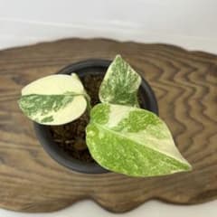 Q429モンステラ デリシオーサ レガシー 斑入り - メルカリ