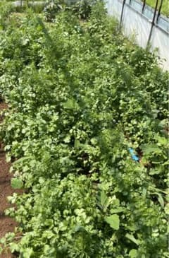 パクチー　香菜のサムネイル