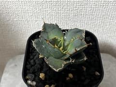 アガベ オテロイ　実生　選抜のサムネイル