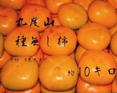 和歌山県 九度山産 たねなし柿 10kgのサムネイル