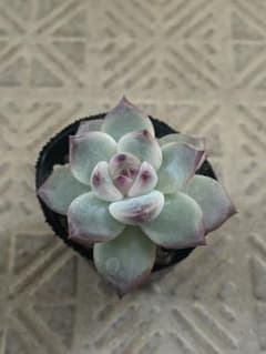 多肉植物 ももりん①のサムネイル