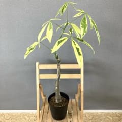 超絶希少 パキラムーンライト 実生 幹太曲がり 極上斑入り 超絶希少 パキラムーンライト 実生 幹太曲がり 極上斑入り