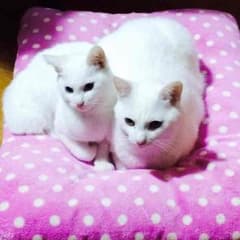 ☆☆☆ (ノあ)・ω・(いヾ)様専用のサムネイル
