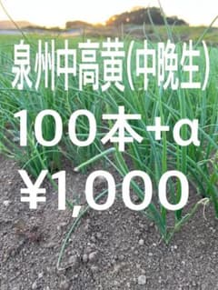 泉州中高黄 タマネギ苗 中晩生100本+α 無農薬 2のサムネイル