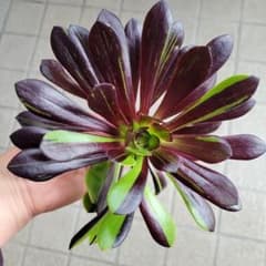 多肉植物アエオニウム　ビッグバン　カット苗のサムネイル