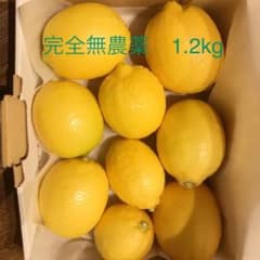 国産　レモン　1.2kg　完全無農薬　即発送可のサムネイル