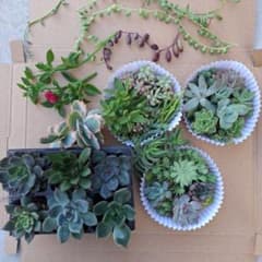 寄せ植えに 多肉植物 エケベリア セダム カット苗 小苗 姫秀麗etc