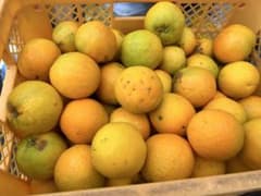 バレンシアオレンジ　和歌山産　箱込み10キロ　訳ありのサムネイル