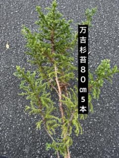 万吉杉 エディブルフラワー 飾り葉 - メルカリ