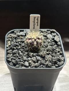 copiapoa tocopilana（実生）