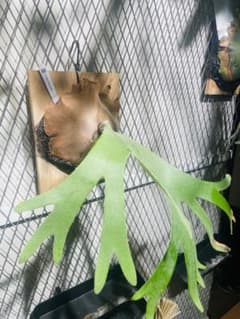 P.willinckii 'Celso Tatsutaセルソタツタoc 中株 - メルカリ