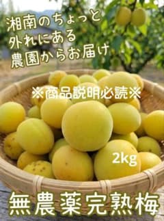 ⑭ 梅 完熟梅 2kg 訳あり 無農薬のサムネイル