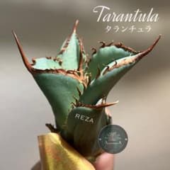 j*n様 週末オークション【REZA産】⑨イラン　アガべ　タランチュラ（31） 初売りオークション】29 REZA産 イラン株 アガベ TARANTULA - メルカリ