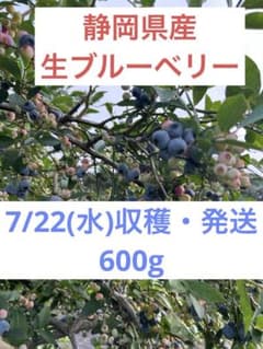 【静岡県産・無農薬】生ブルーベリー 600gのサムネイル