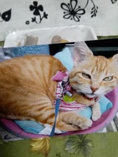 オーダー様専用確認のサムネイル