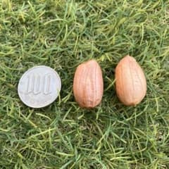 ジャンボ落花生の種② 30粒＋おまけ（殻付き落花生５個）のサムネイル