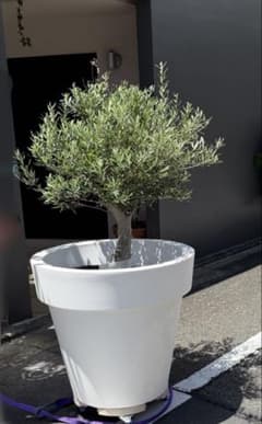 オリーブの木 古木 ミッション 極太 鉢付き 観葉植物 大型 - メルカリ