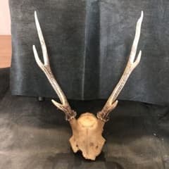鹿の角　高さ４２㌢のサムネイル