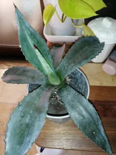 アガベ　苗　観葉植物　竜舌蘭　希少価値のサムネイル
