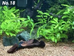 No.18 ミクロソリウムトライデント&ウィーピングモス流木巻き