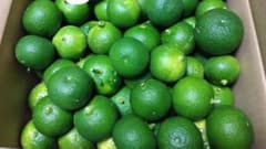 すだち　無農薬のサムネイル