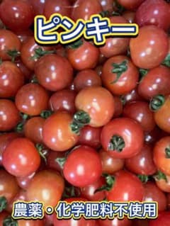 【綾善farm】農薬・化学肥料不使用のミニトマト（ピンキー）約3kg【期間限定】のサムネイル