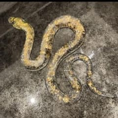 m74016370653_1.jpg?1720075182