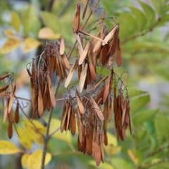 50粒　シマトネリコの種のサムネイル