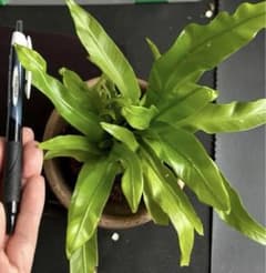 こけたま 苔玉 アスペルニウム 新芽いっぱい！ - メルカリ