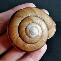 骨格 標本 カタツムリ 殻 大型 50mm - メルカリ
