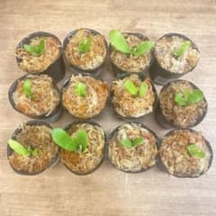 willinckii 'OMG'などビカクシダ胞子培養お得12種 - メルカリ