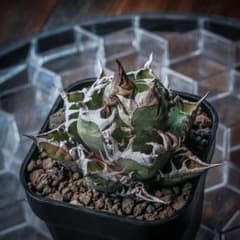 赤猫 / Agave titanota ‘Red Catweazle’のサムネイル