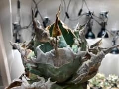 Agave Titanota Kerberos (ケルベロス)のサムネイル